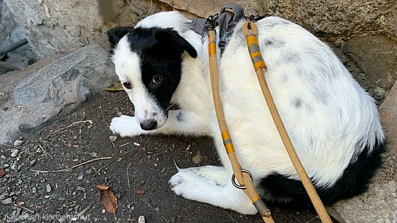 Angsthund-helfen-Deprivationssyndrom-Tierschutzhund